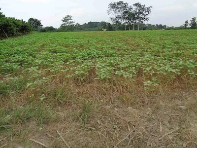 Organizaciones piden que MAG controles sobre la presencia de soya transgénica en Ecuador