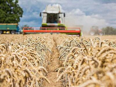 Brasil depende da Argentina para consumir trigo internamente - Bloomberg / Colaborador/Getty Images