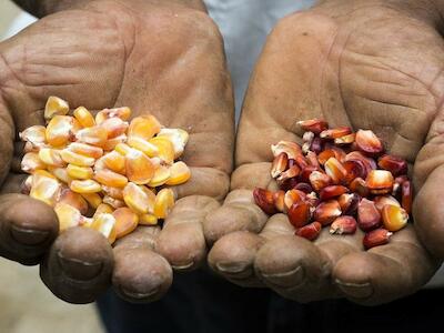 Palabras en torno a las agriCulturas