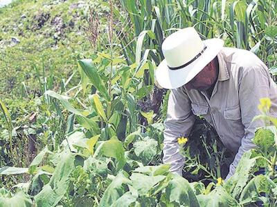 Por la producción campesina