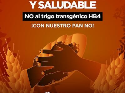 Por un pan sano y saludable: no al trigo HB4