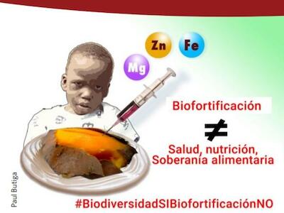 Qué está mal con la biofortificación. Se impone lucha por genuinas soluciones a la malnutrición