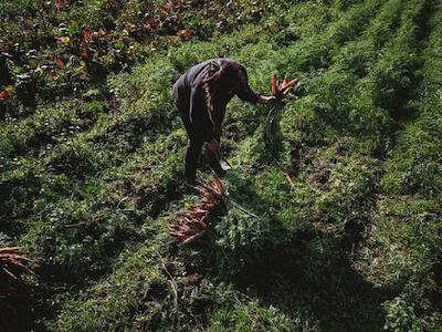 ¿Qué son las producciones agroecológicas y las producciones orgánicas?