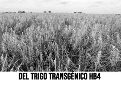 Rechazo a la aprobación del trigo transgénico HB4