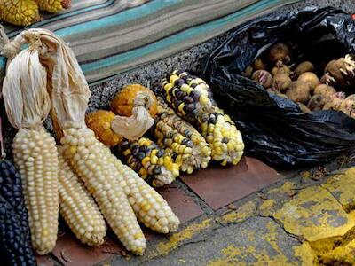 Red en Defensa del Maíz: No a la Ley Federal de Variedades Vegetales