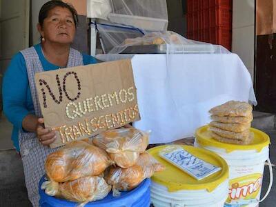 Treinta años de transgénicos: promesas incumplidas y contaminación