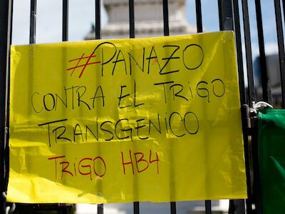 Foto: Manifestación en Plaza de Mayo (agosto de 2021) contra el trigo transgénico - Subcoop
